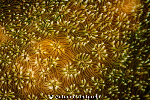 This is a macro detail of an hard coral, taken a few mete... by Antonio Venturelli 